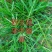 野生药材新鲜现采牛筋草