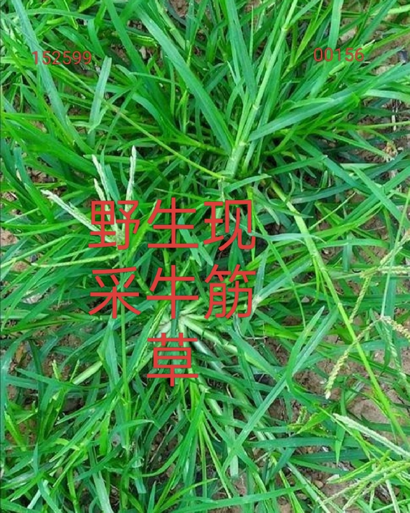 野生药材新鲜现采牛筋草