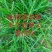 野生药材新鲜现采牛筋草