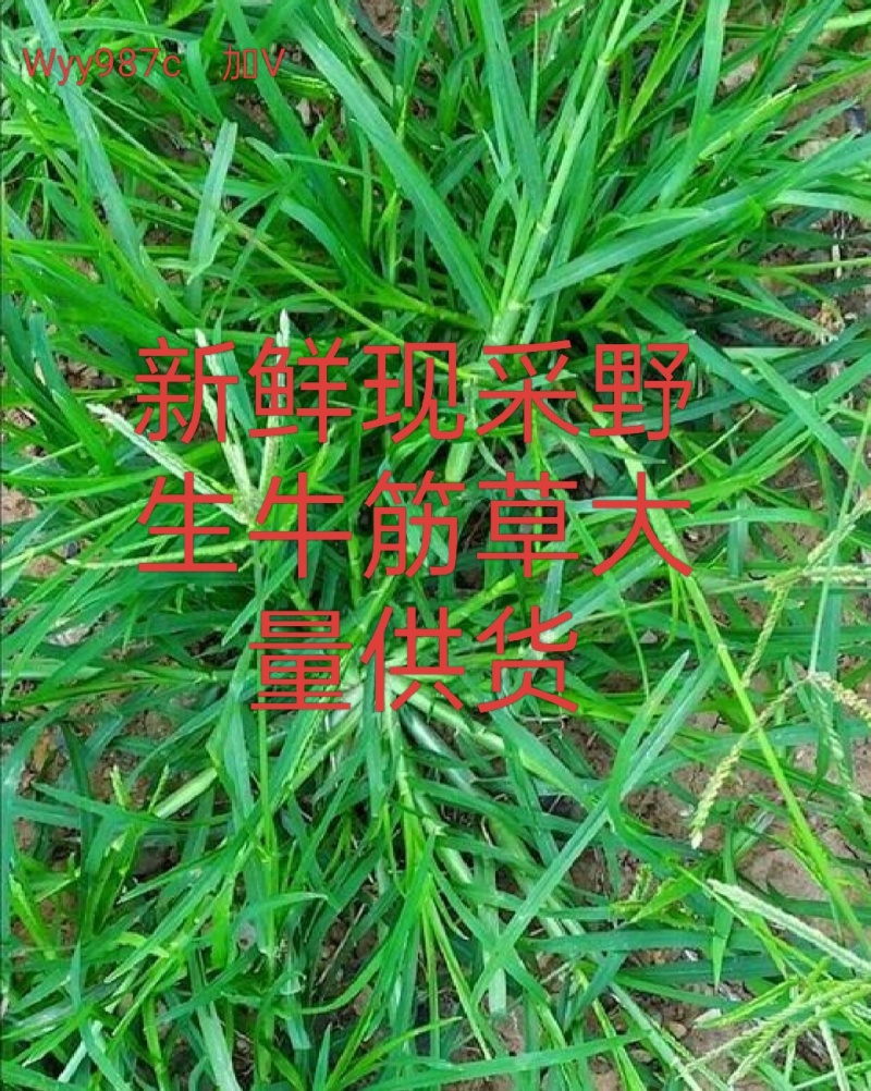 野生药材新鲜现采牛筋草