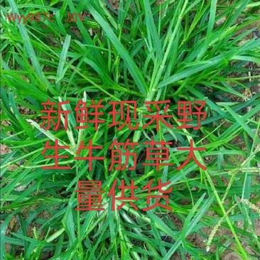野生药材新鲜现采牛筋草