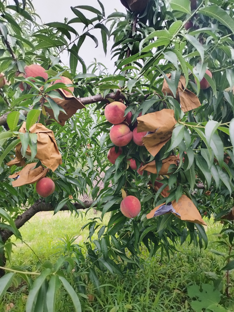 自家种植的红不软桃，一手货源，量大价优，有需要，随时可以