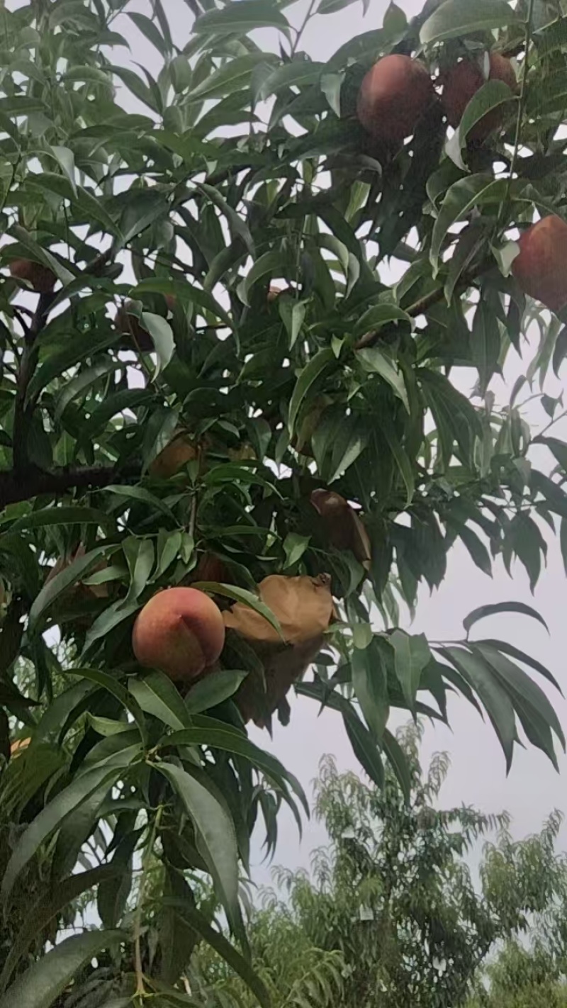 自家种植的红不软桃，一手货源，量大价优，有需要，随时可以