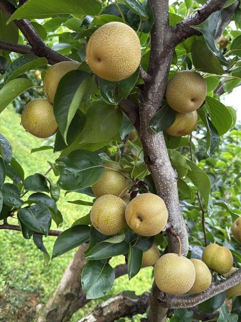 梨