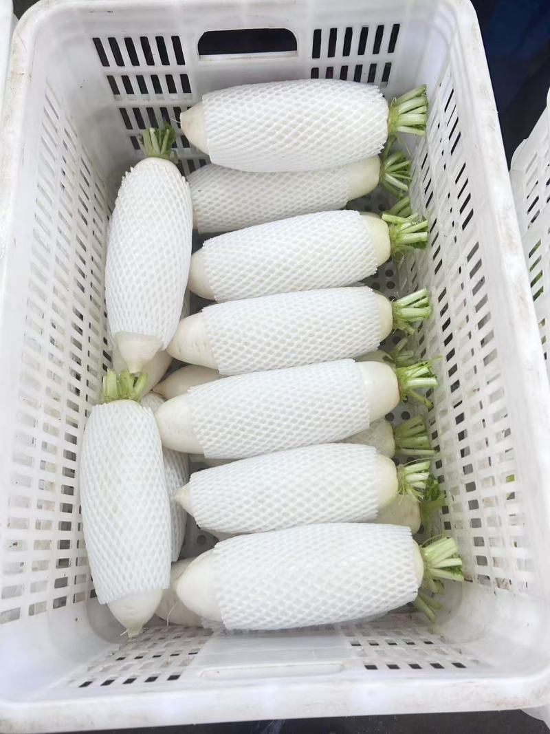白萝卜寿光货量不多了先到先得。高货。