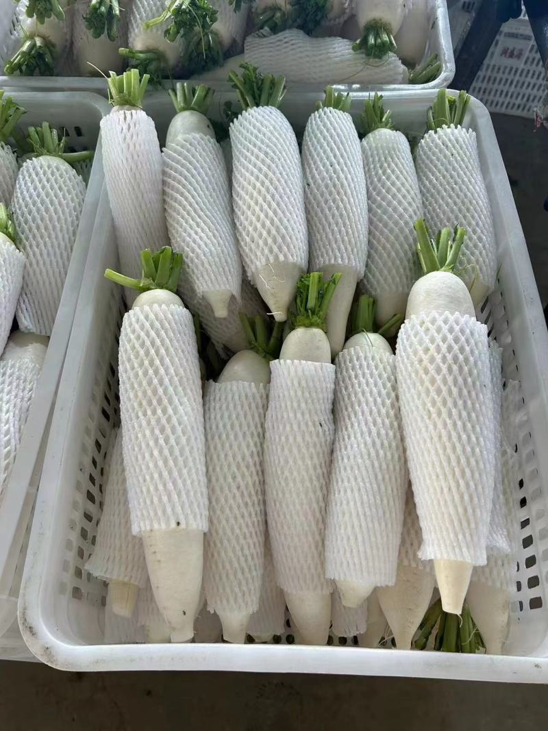白萝卜寿光货量不多了先到先得。高货。