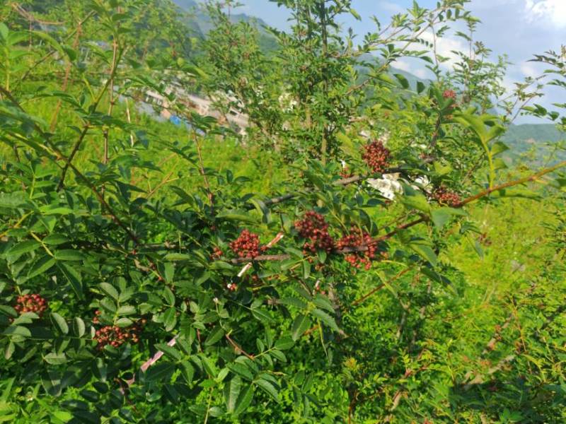 花椒