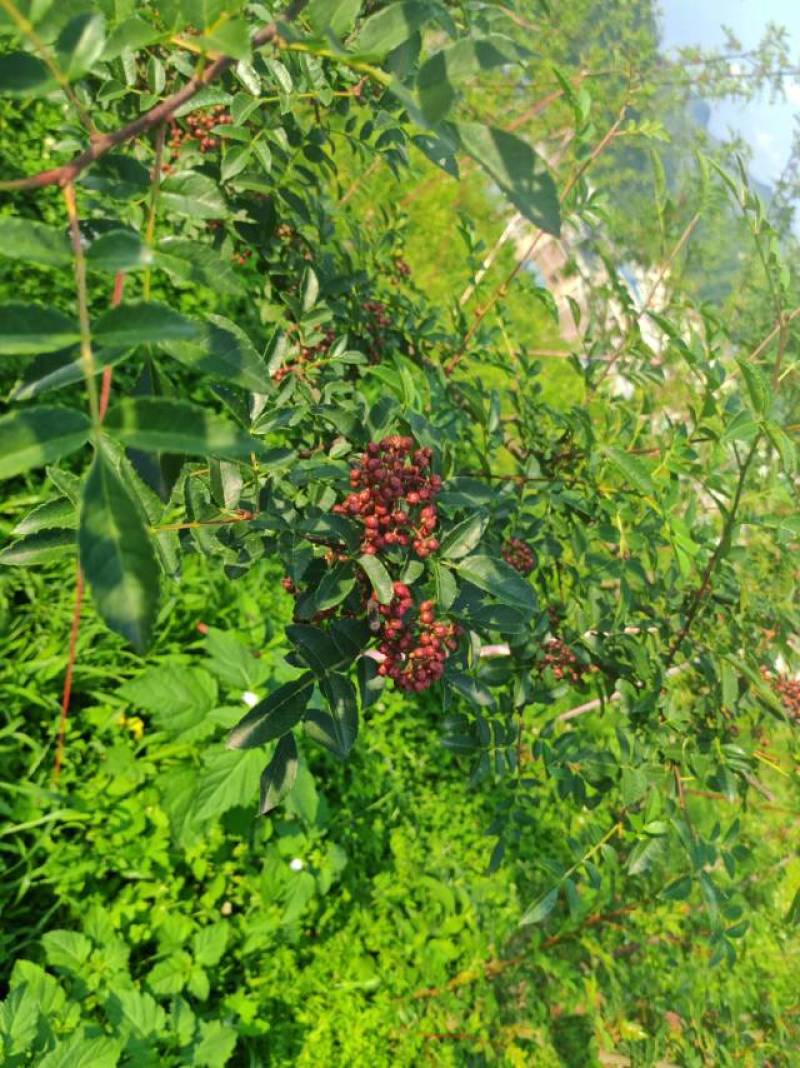 花椒