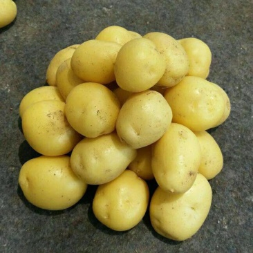 油炸迷你土豆迷你小土豆迷你小洋芋恩施黄心炕小土豆专用薯