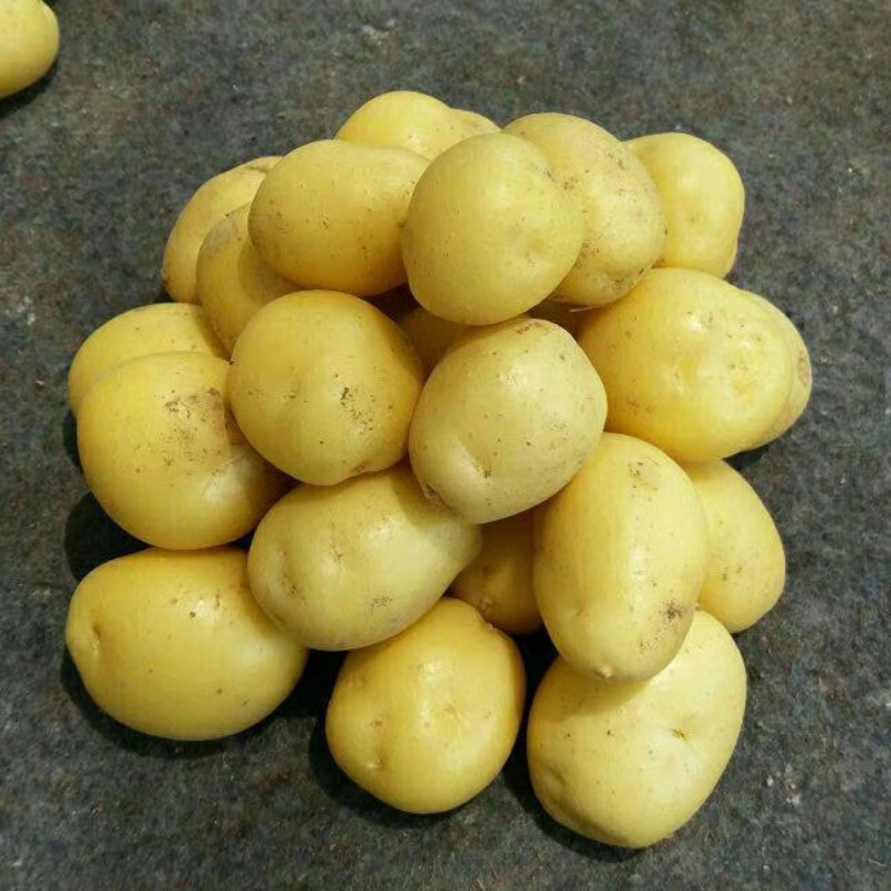 油炸迷你土豆迷你小土豆迷你小洋芋恩施黄心炕小土豆专用薯