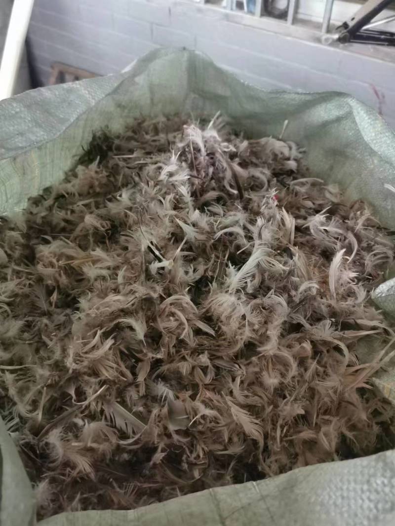 鸭毛出售