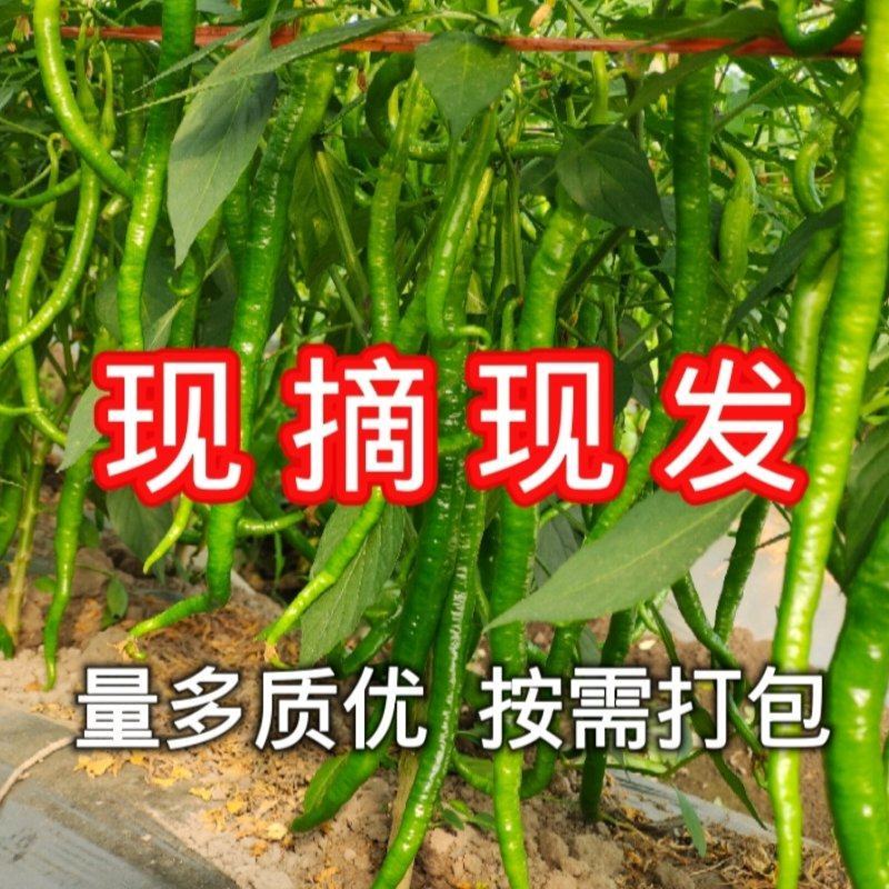 云南腾冲新鲜线椒优质蔬菜辣椒代收
