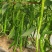 云南腾冲新鲜线椒优质蔬菜辣椒代收