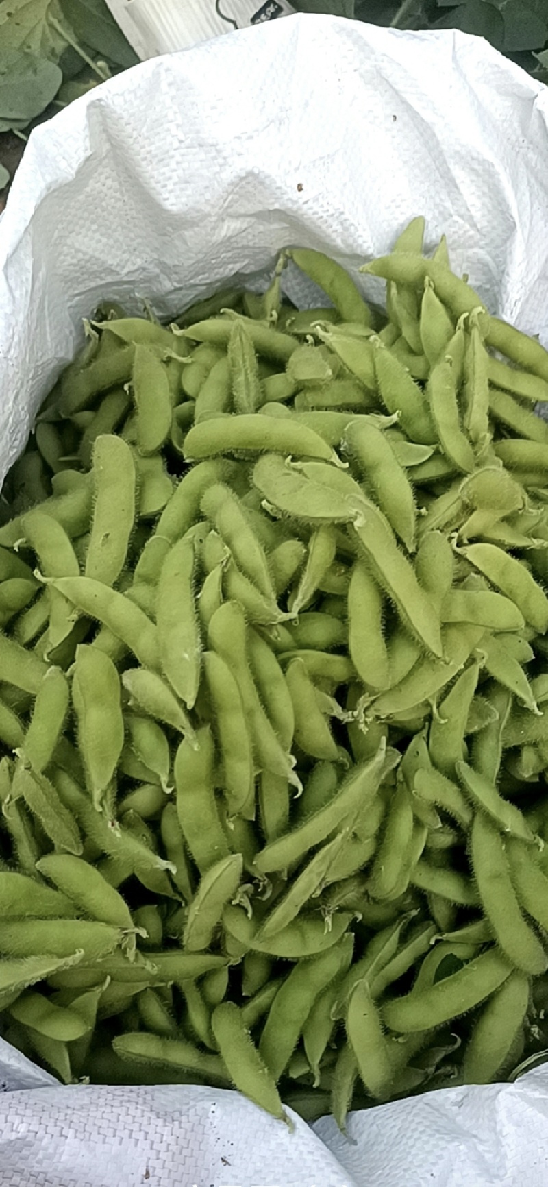 露天毛豆刚刚上市