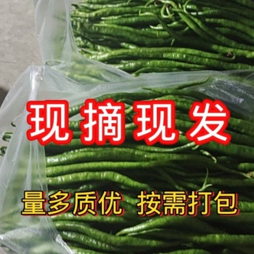 大棚线椒代收