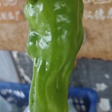 辣椒