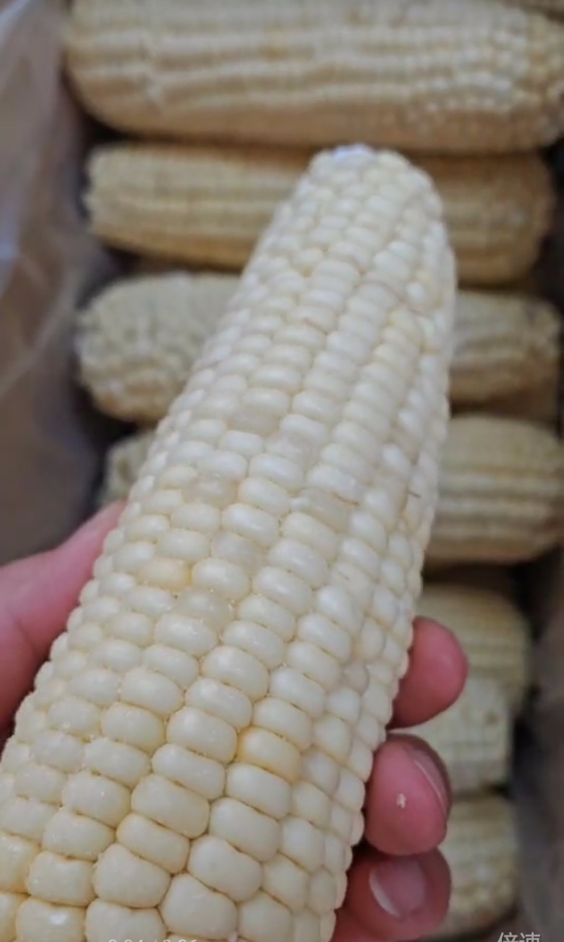 处理批500多箱万糯一等2000/40一箱