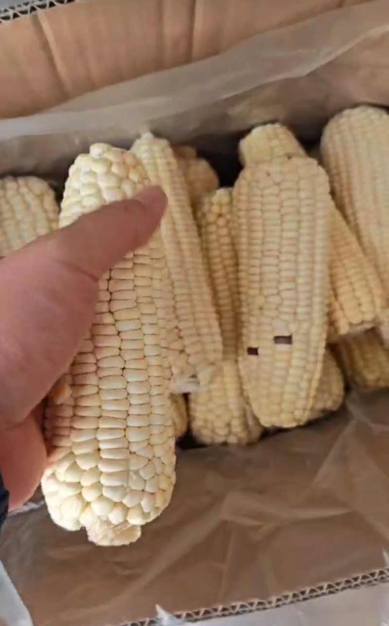 处理批500多箱万糯一等2000/40一箱