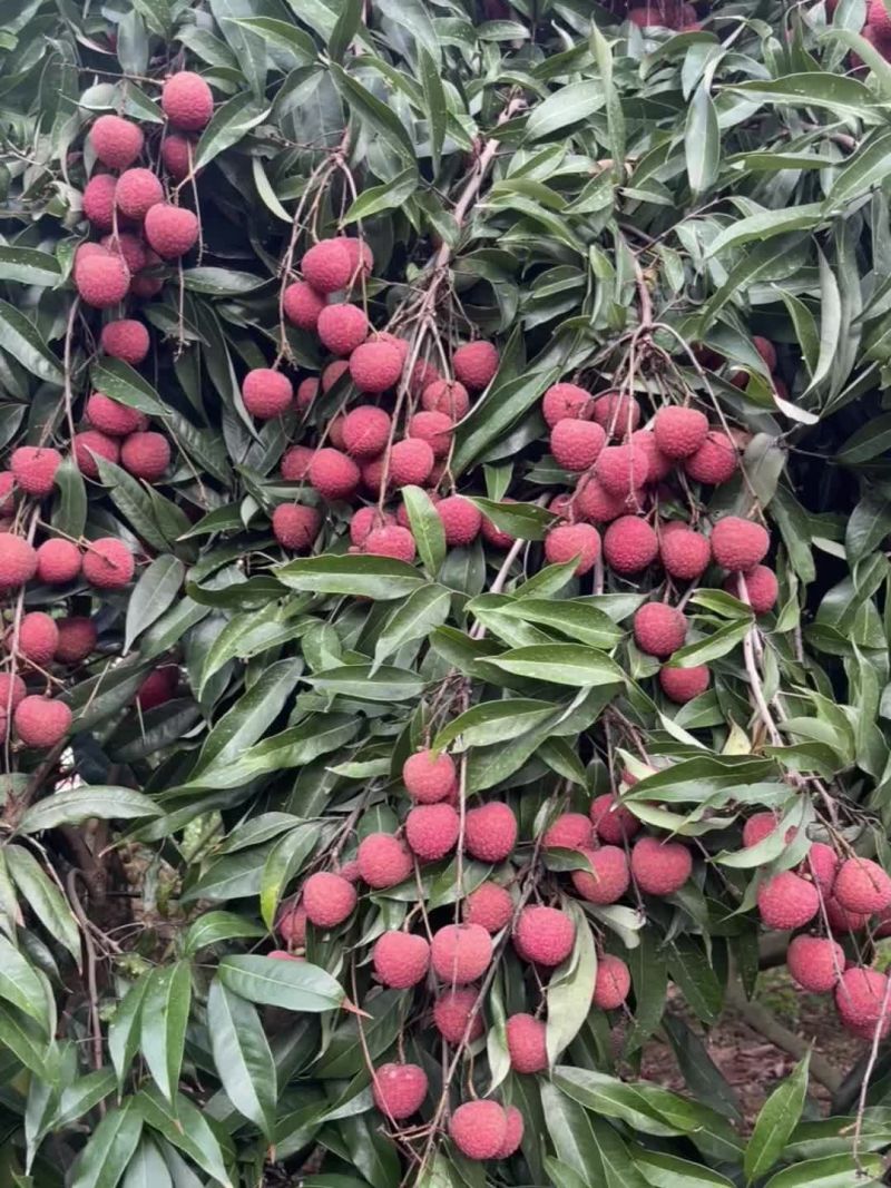 黑叶荔枝