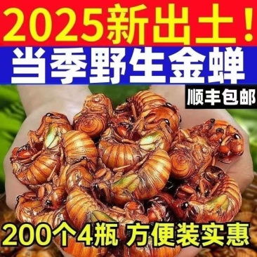 金蝉一件代发日供万单