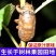 金蝉一件代发日供万单