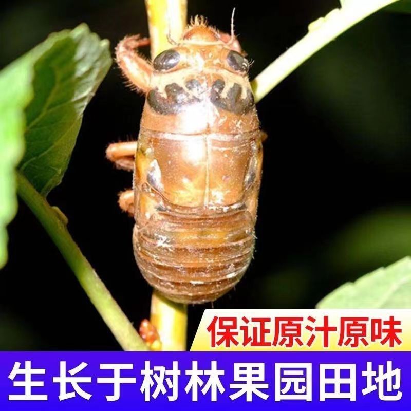 金蝉一件代发日供万单