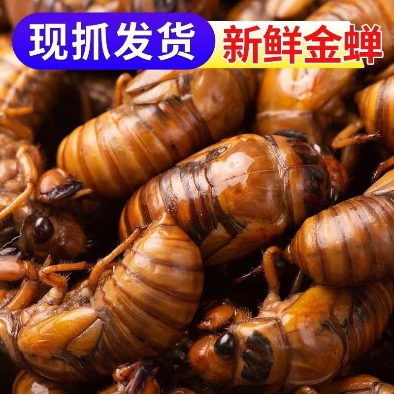 金蝉一件代发日供万单