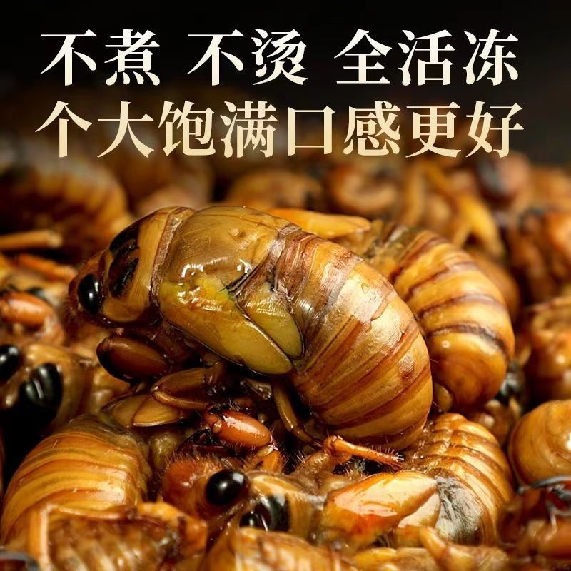 金蝉一件代发日供万单