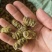 铁皮石斛颗粒，岁月静好滋养身。生活如诗，健康同行。