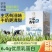 认养养牛吧纯牛奶200ml*10盒儿童成人营养早