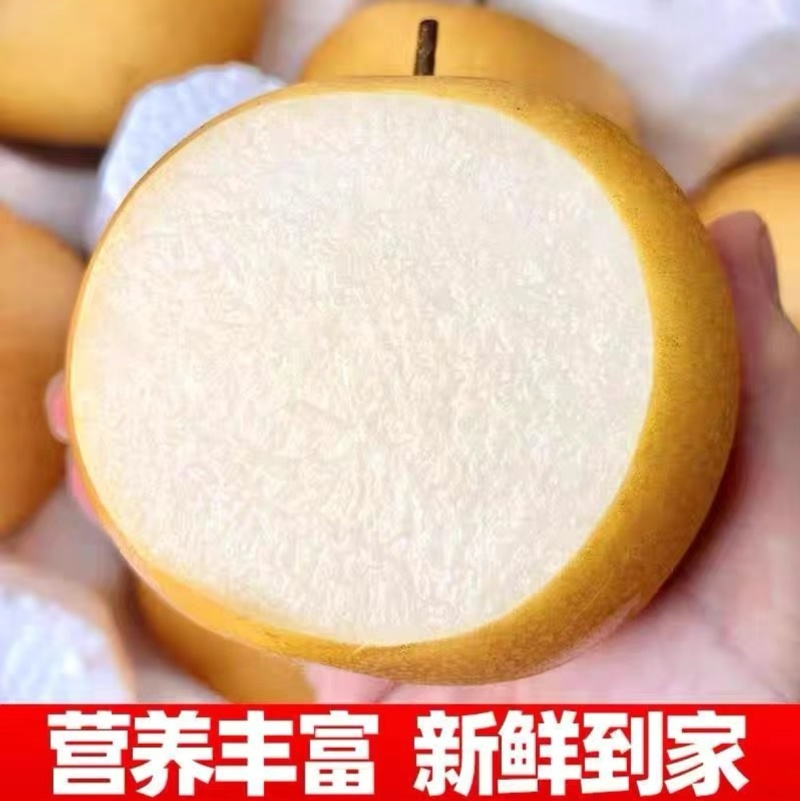 河北秋月梨，精品秋月梨，产地直发保质保量欢迎来电质询