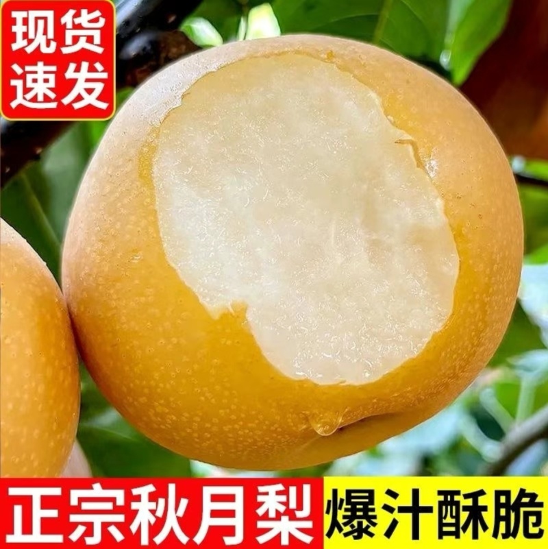河北秋月梨，精品秋月梨，产地直发保质保量欢迎来电质询