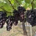 慈溪巨峰葡萄
