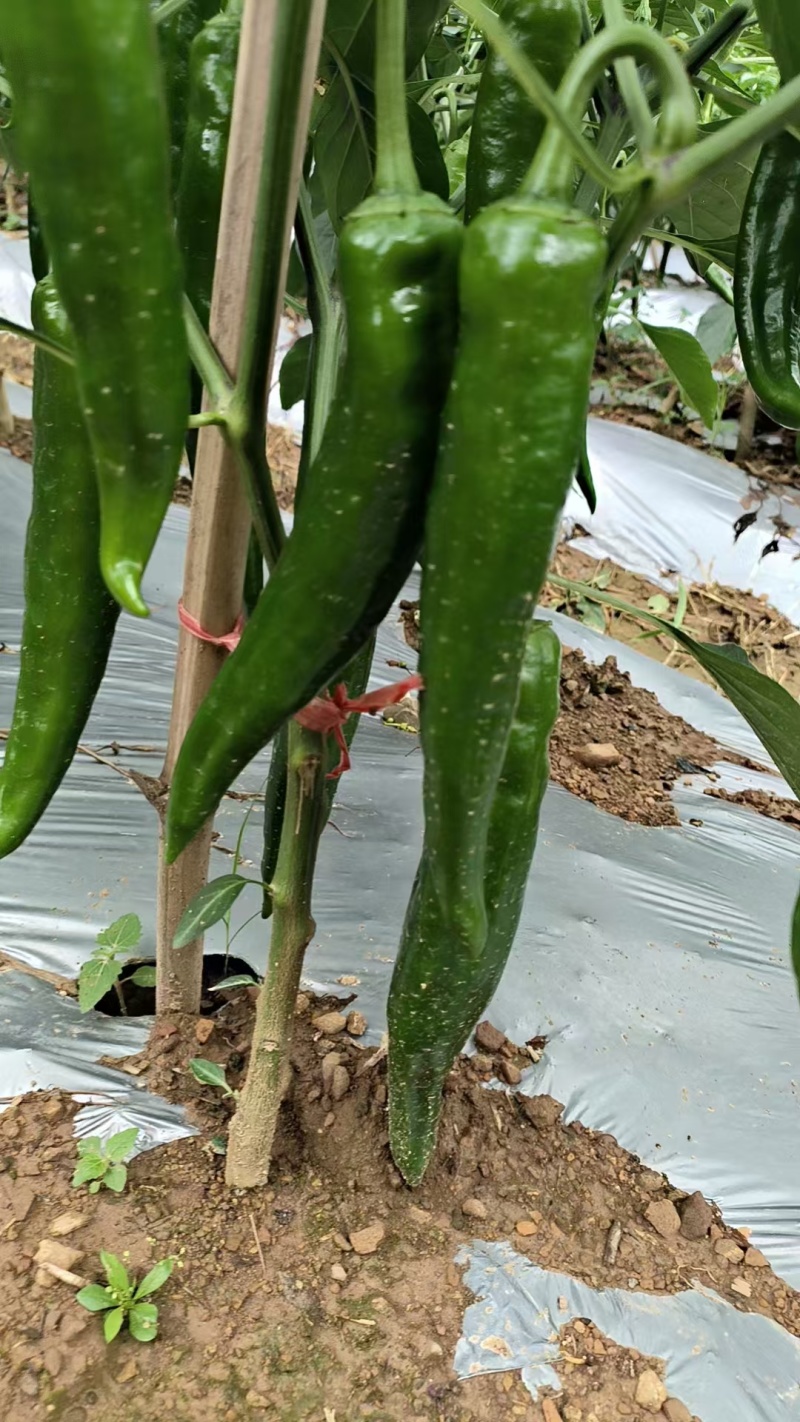贵州高山精品牛角椒