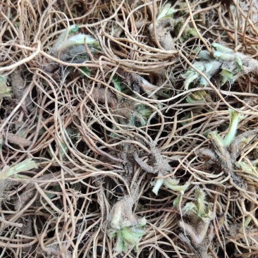 潮汕野生新鲜现挖白背地胆草
