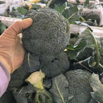 西蓝花高品质小米粒价格优惠可接出口可视频看货