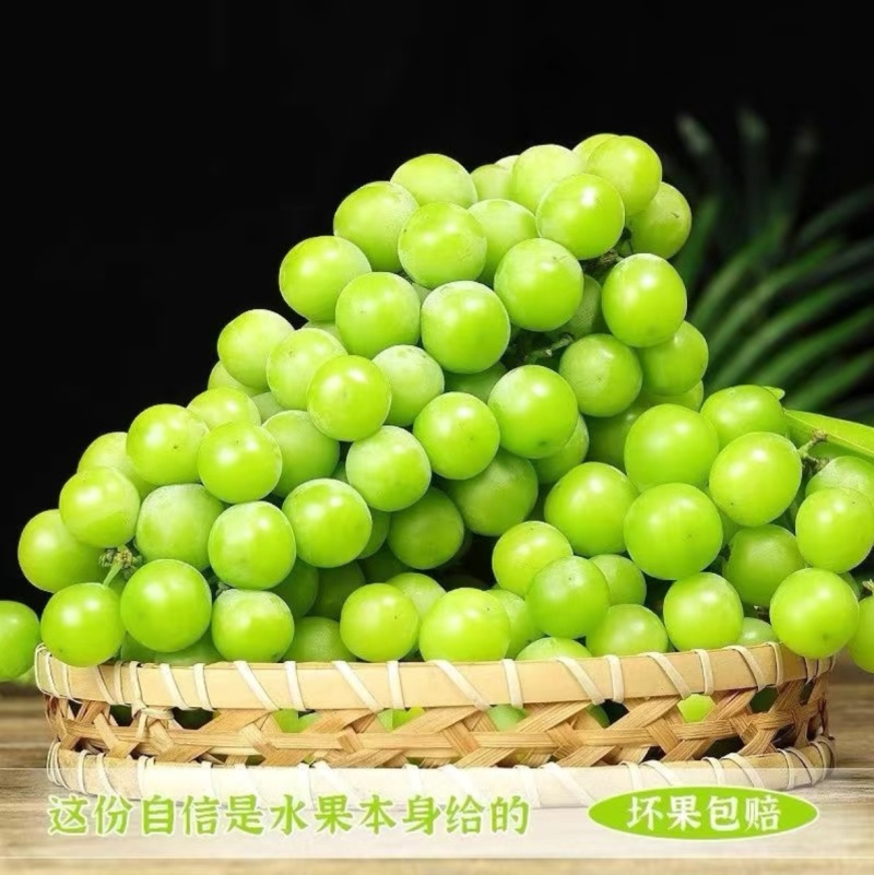 山东精品阳光玫瑰，产地直发，坏果包赔，欢迎来电咨询
