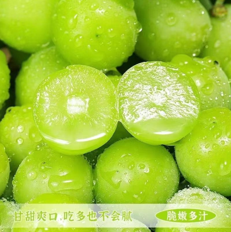 山东精品阳光玫瑰，产地直发，坏果包赔，欢迎来电咨询