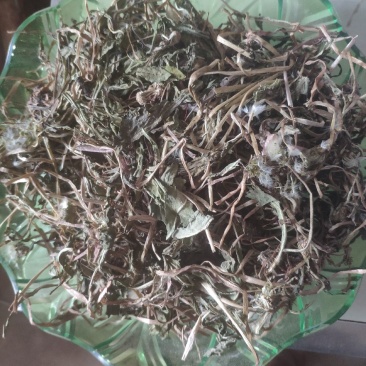大别山纯野生蒲公英
