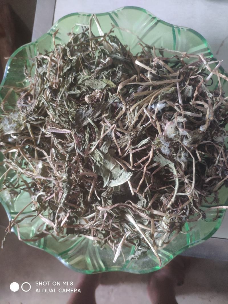 大别山纯野生蒲公英