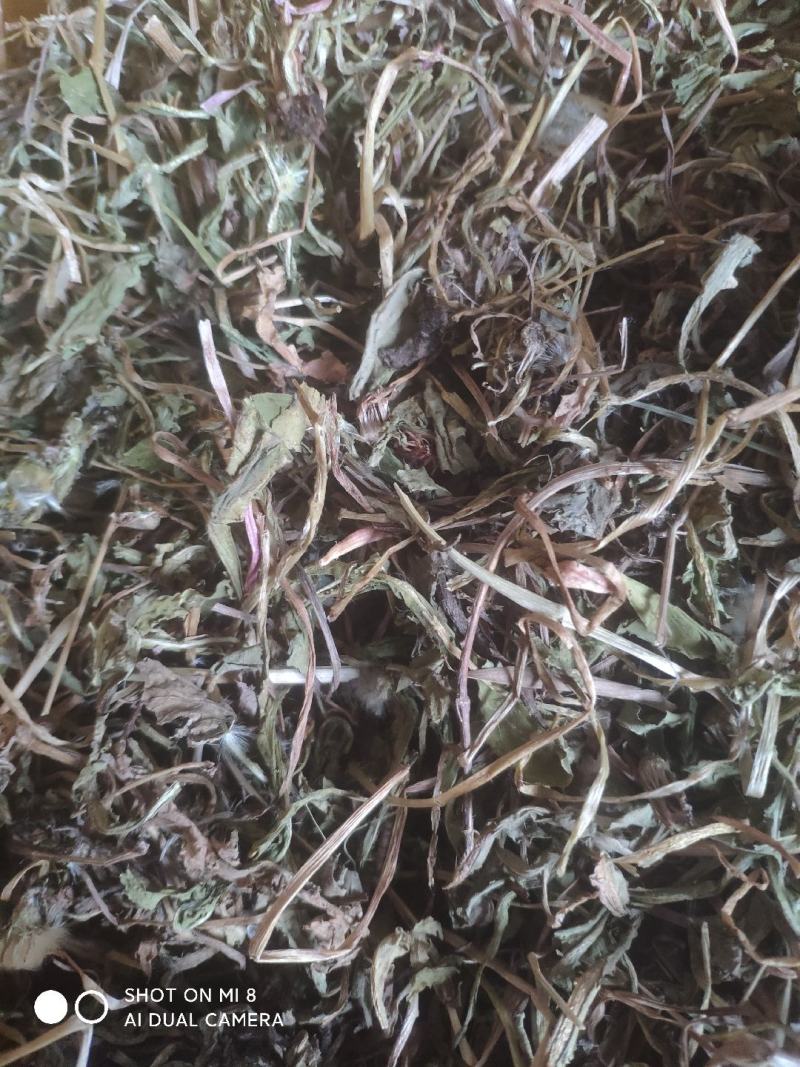 大别山纯野生蒲公英