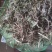 大别山纯野生蒲公英
