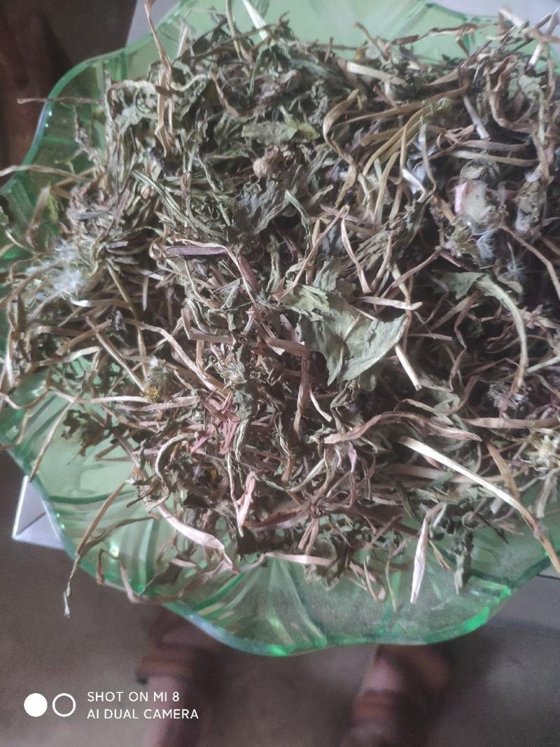 大别山纯野生蒲公英