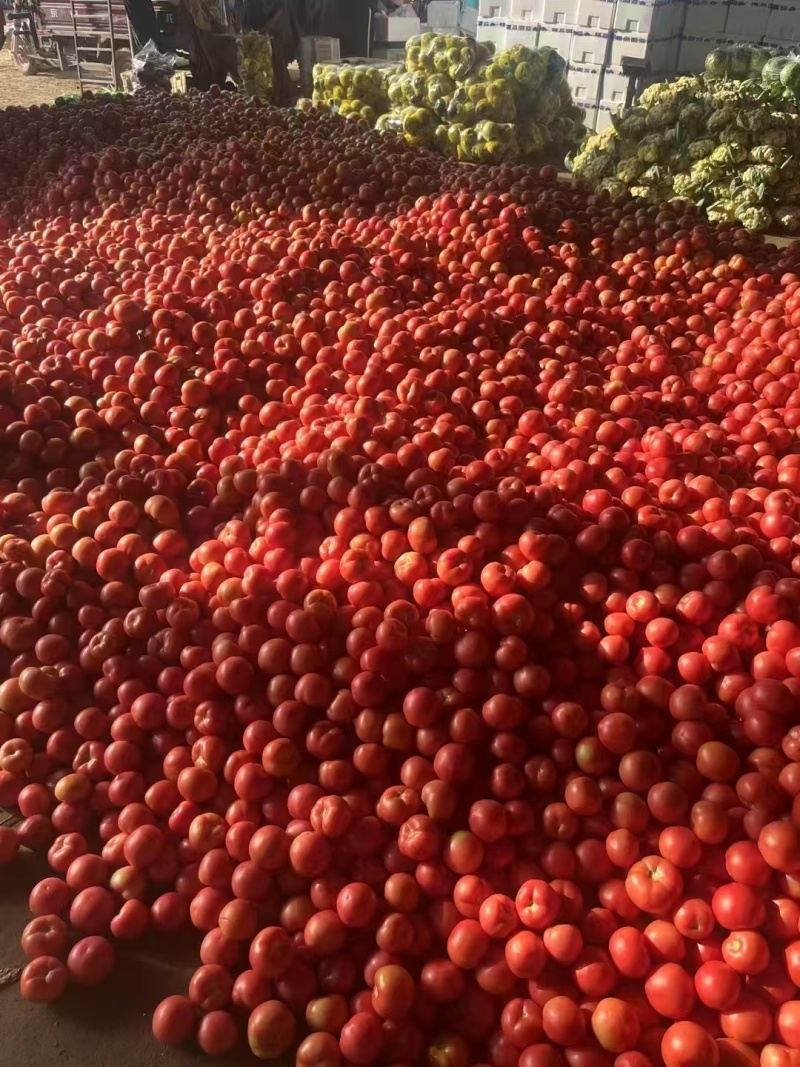 山东精品西红柿大红硬粉西红柿番茄大量上市全国发货