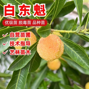 一件代发全部平台杨梅树苗带土带叶