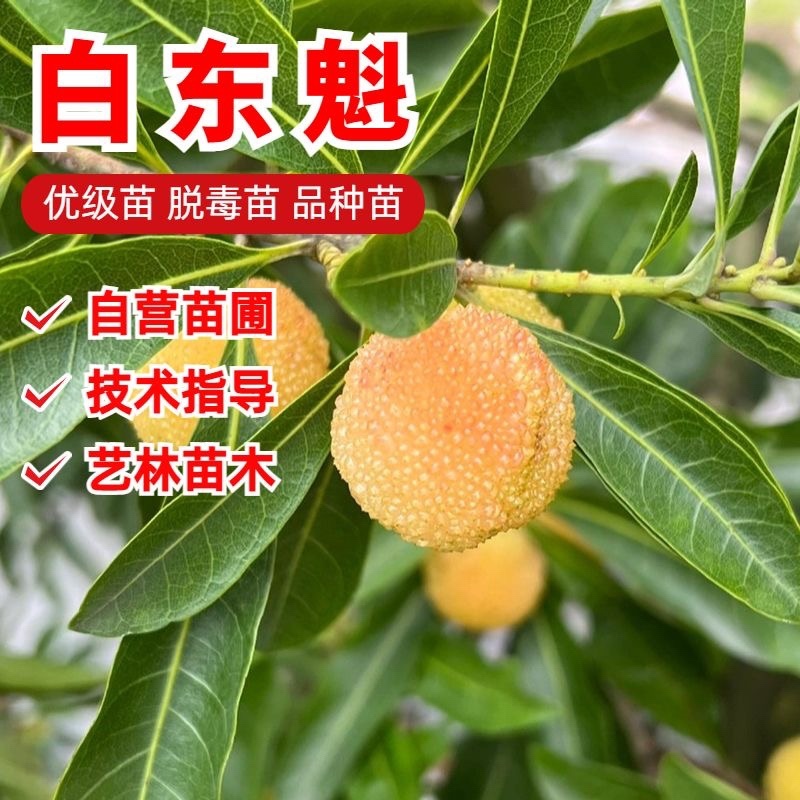 一件代发全部平台杨梅树苗带土带叶