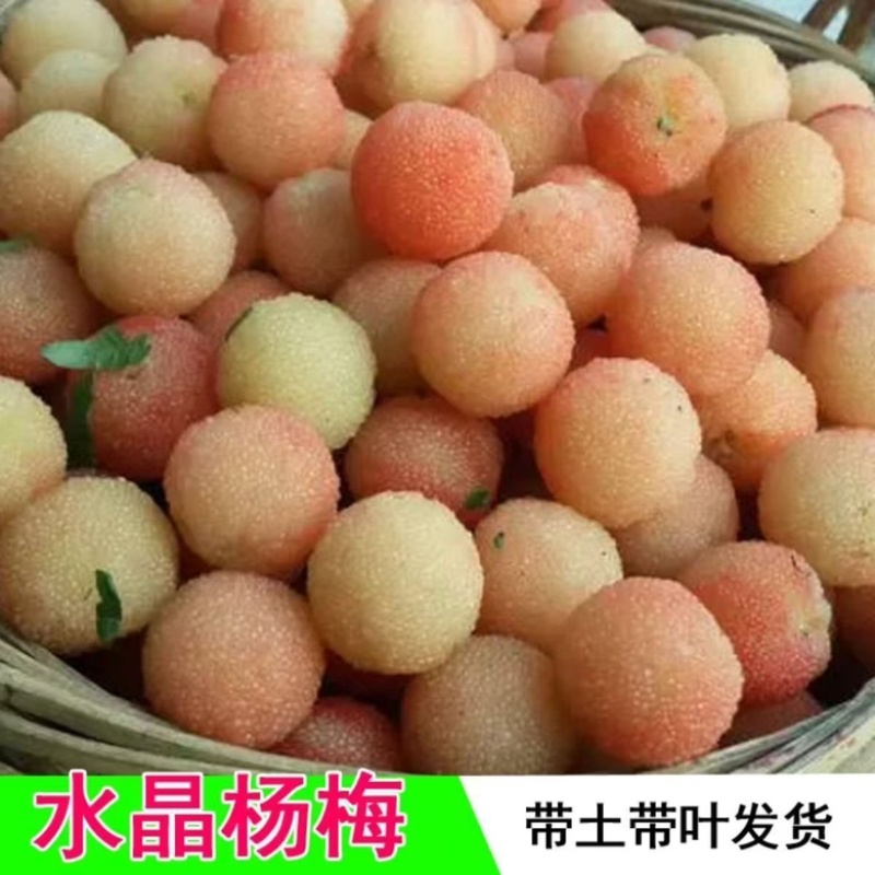 一件代发全部平台杨梅树苗带土带叶