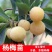一件代发全部平台杨梅树苗带土带叶