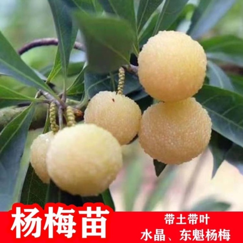 一件代发全部平台杨梅树苗带土带叶