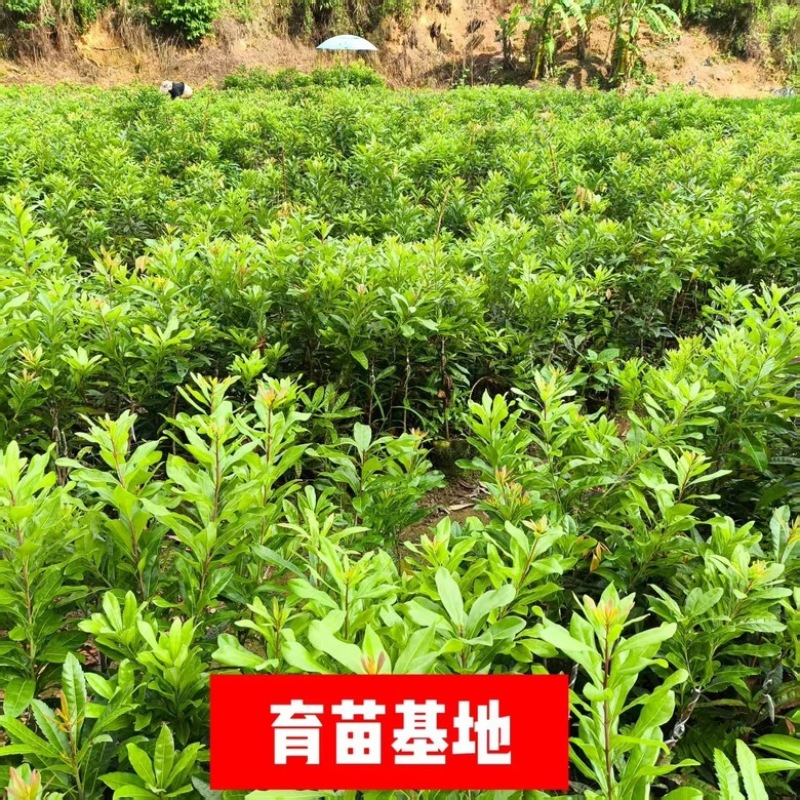 一件代发全部平台杨梅树苗带土带叶
